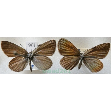 Cupido minimus (Fuessly, 1775) pair Modraszek malczyk Czech90l